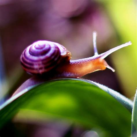 Eating Snails From Your Garden | Fasci Garden