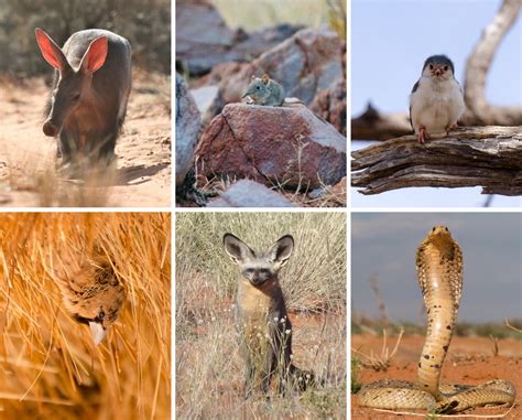 Environmental 的图像结果