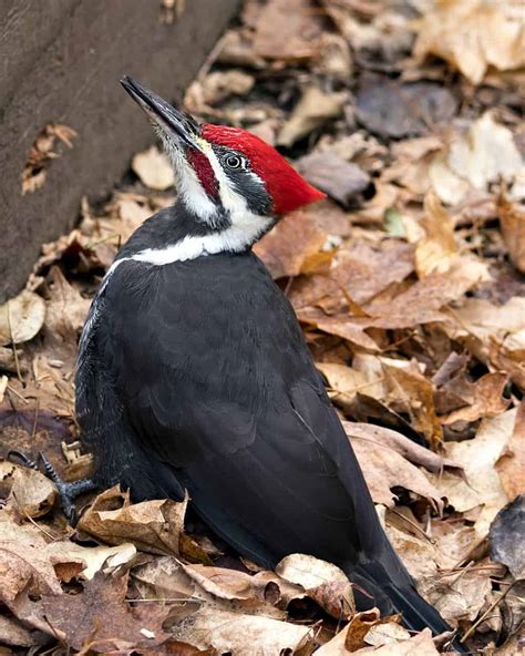 Woodpeckers In Massachusetts: 7 Species To Behold In The Bay State