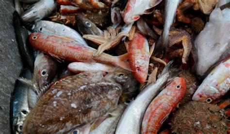 Fisheries output to plunge unless global warming reeled in - The Week