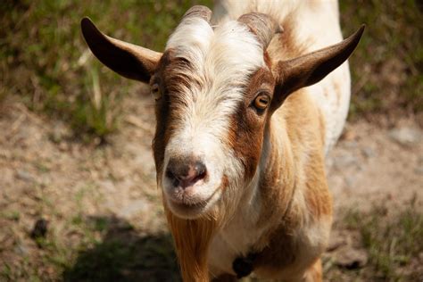 Image result for Goat Cheese Making Process