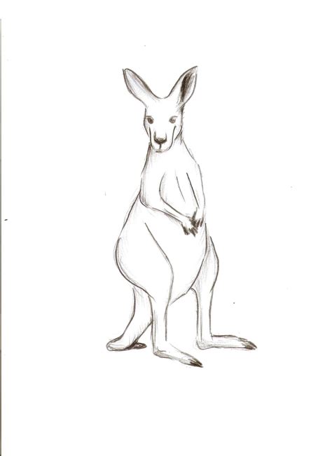 Pictures Of Kangaroos To Draw at Maddison Chidley blog