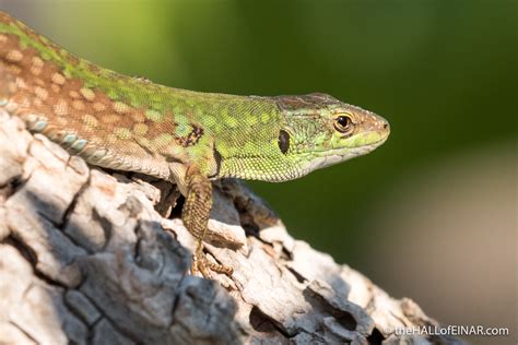 Italian Wall Lizard sunbathing in April – David at the HALL of EINAR