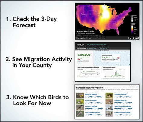 Dashboard Birdcast Migration at Bobby Flores blog