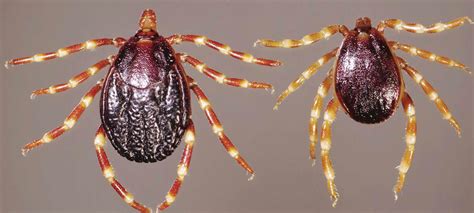 Identifying ticks in livestock: Part 1 | Farmer's Weekly - business - Read this story on Magzter.com