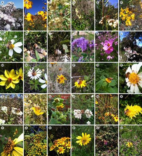 Image result for Random Forest Model Flowchart