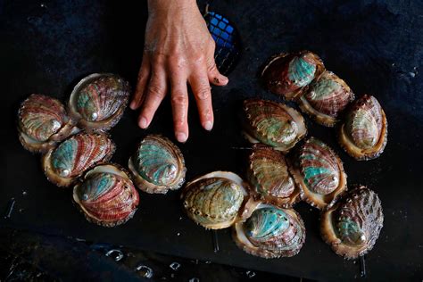 What Is Abalone Food at Will Cornish blog