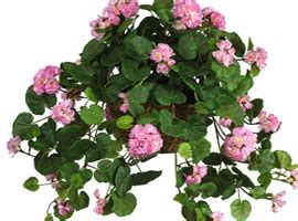 Flora World is dealing in Plants and Nursery