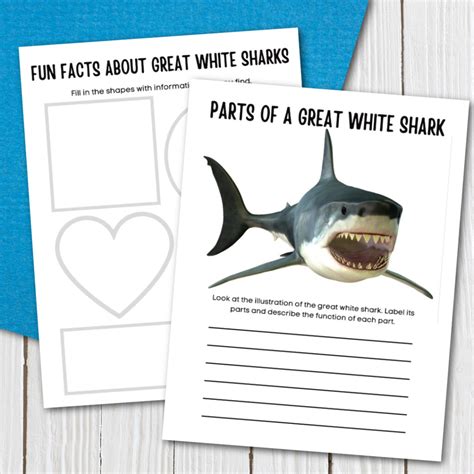 Great White Shark Habitat Facts For Kids