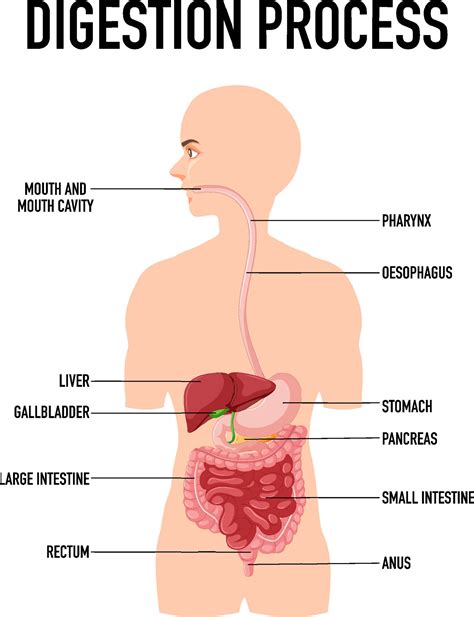 Digestion Process 的图像结果