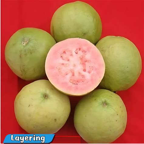 Punjab Kiran Guava Fruit Plant – M-Tech Gardens