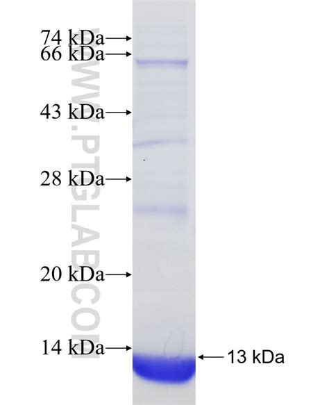 SOX1 Fusion Protein Ag31118 | Proteintech