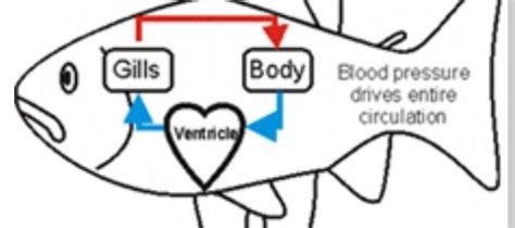 Which option correctly traces the pathway of blood flow in fish body ...
