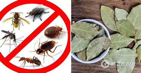 How to drive away cockroaches from your home: a simple trick with bay ...