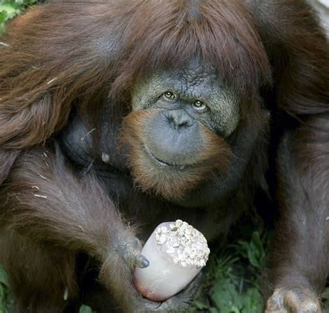 Monkeys With Down Syndrome | We Want Science