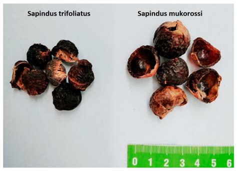 Surface Activity of Natural Surfactants Extracted from Sapindus ...