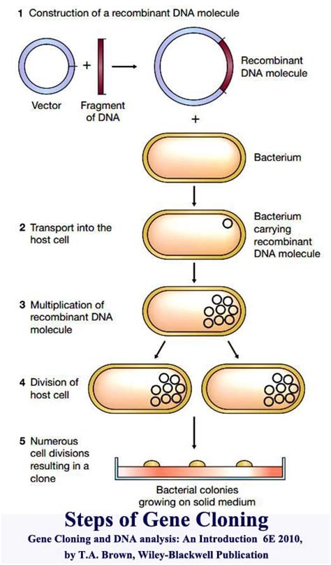Recombinant DNA Technology Steps 的图像结果