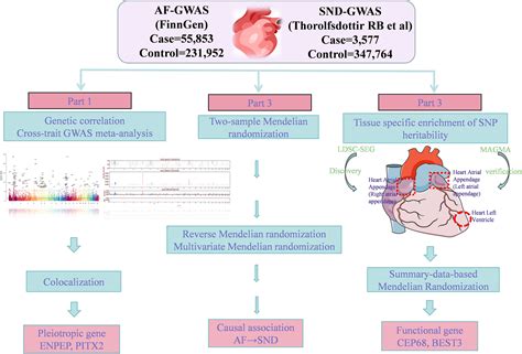 Genetic basis and causal relationship between atrial fibrillation and ...