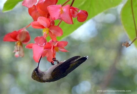 37 Flowers That Attract Hummingbirds To Keep In Your Homestead