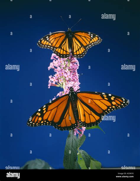 Batesian Mimicry Examples