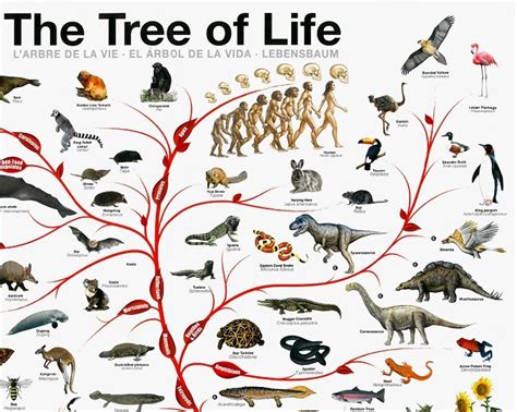 Tree of Life Evolution 的图像结果