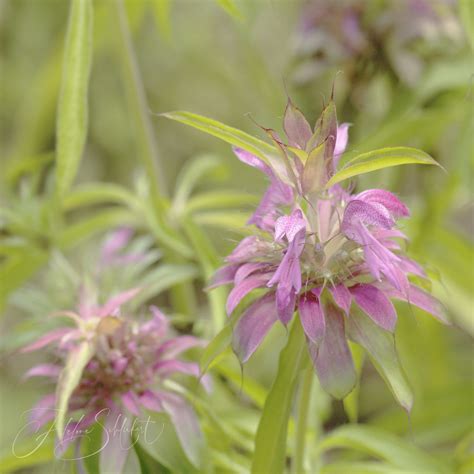 100 of 100 Flowers in 2023 | Lemon Bee Balm | blackcatcraft | Flickr