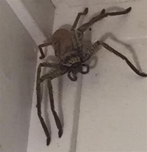 Giant huntsman spider takes up residence inside woman's home
