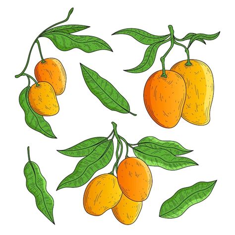 Botanical mango tree | Free Vector