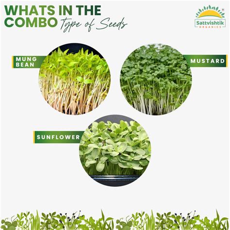 Buy Microgreen Seeds Online in India | Organic Microgreens Kits ...