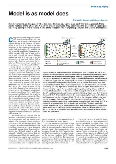 Image result for Model Does First