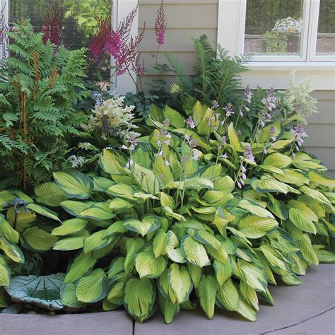 5 Best Plants For Partial Sun | Stop Killing Shade Plants