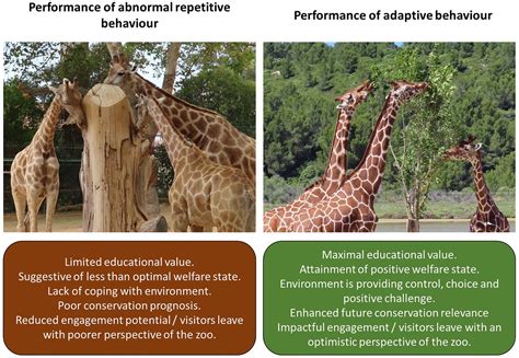 Frontiers | Expanding the role of the future zoo: Wellbeing should become the fifth aim for ...
