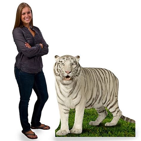 Buy 3 ft. 10 in. Jungle Safari White Tiger Cardboard Cutout Standee ...