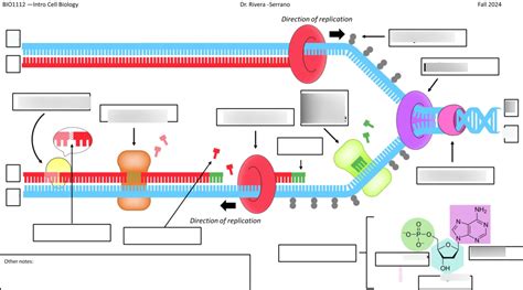 DNA Replication Diagram Simple 的图像结果