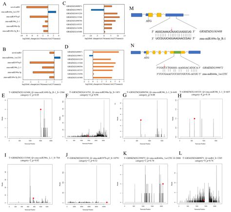 Identification of miRNAs Mediating Seed Storability of Maize during ...
