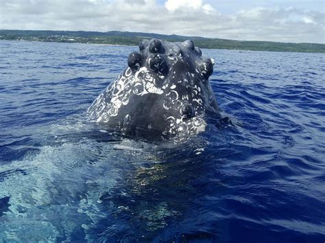 WHALE DIVE TONGA (2026) All You Need to Know BEFORE You Go (with Photos ...