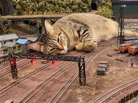 Giant cats taking naps on train tracks — only in Japan | SoraNews24 ...