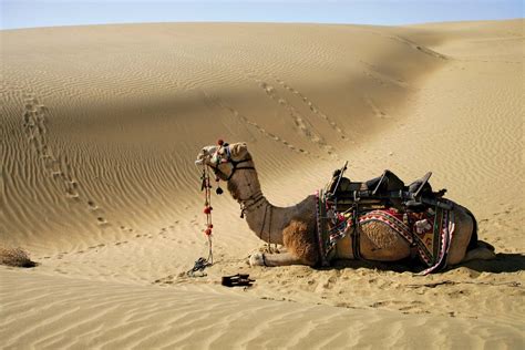 Thar Desert