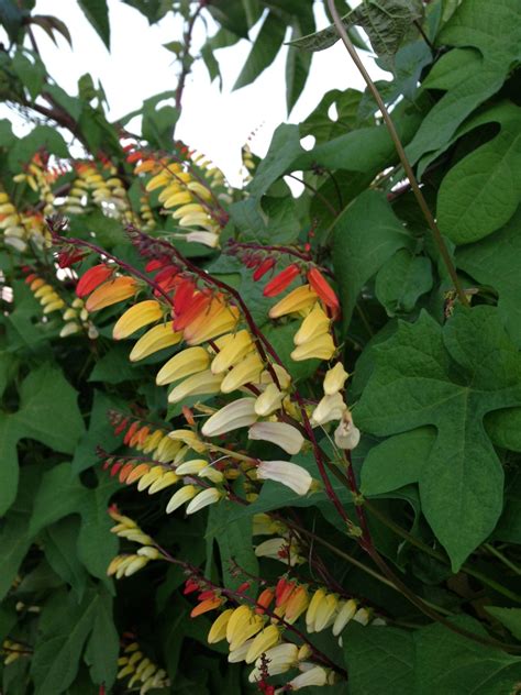 (Ipomea lobata) Spanish Flag Vine | Firecracker Vine