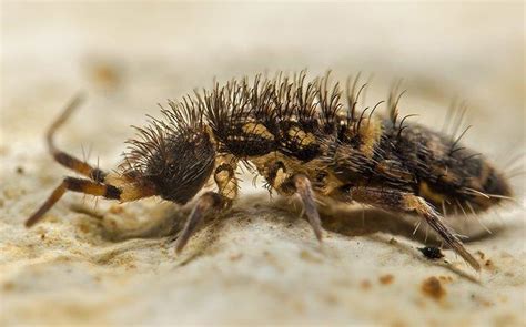 Springtail Identification & Prevention Tips In WA | Prosite Pest Control