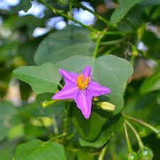 Solanum Trilobatum(THUTHUVALAI KEERAI) FRESH and green leaves : Amazon ...