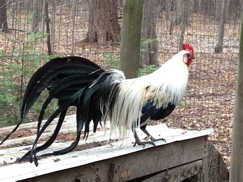 Silver phoenix rooster | BackYard Chickens - Learn How to Raise Chickens
