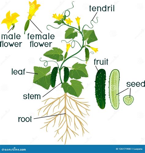 Parts of Plant. Morphology of Cucumber Plant with Fruits, Flowers ...