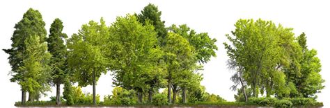 The Liquid Gold Connection: Trees and Water Conservation – Grow Billion ...