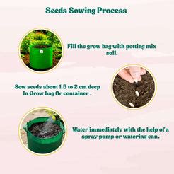 Cowpea (Lobia Beans) Seeds - 50 Seeds (Barbati/ लोबिया/बरबटी के बीज) H ...