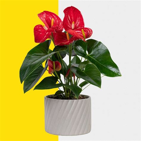 Vibrant red anthurium plant in a modern pot with split background ...