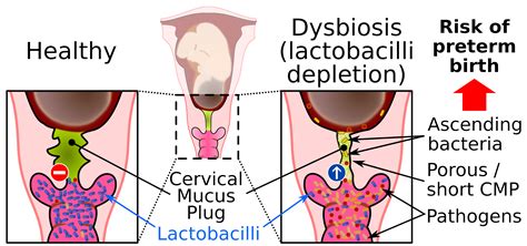Do Female Dogs Have A Mucus Plug