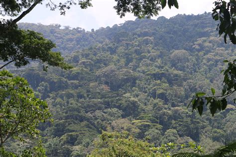 Rainforest面积占地球多少： Rainforest面积占地球多少