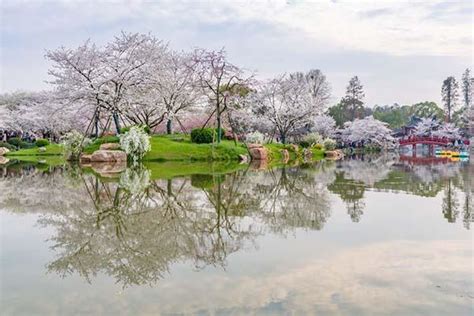 武汉东湖樱花园高清图片下载-正版图片500860749-摄图网