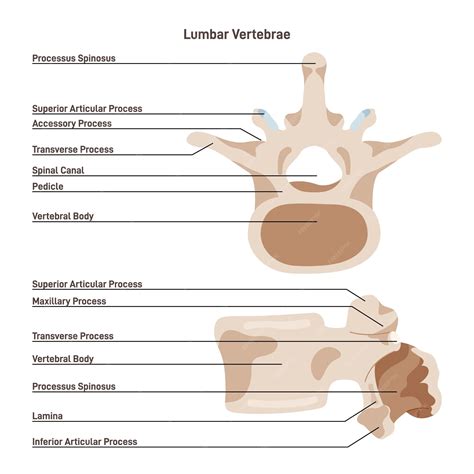 Premium Vector | Lumbar vertebra the largest segments of the vertebral ...